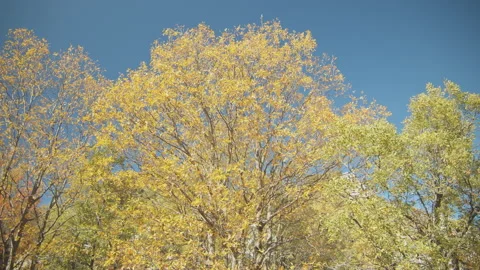 Trees Stock Footage 138334036