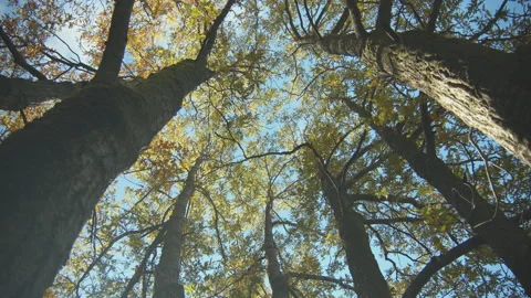 Trees Stock Footage 138335244