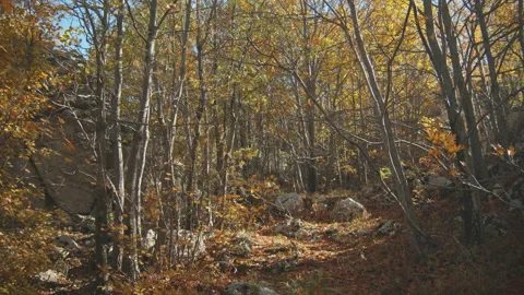 Trees Stock Footage 138336625