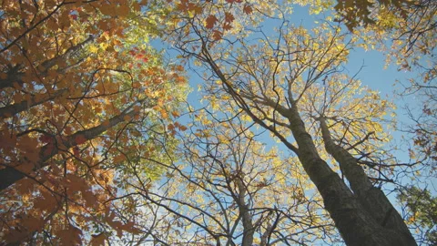 Trees Stock Footage 138337472