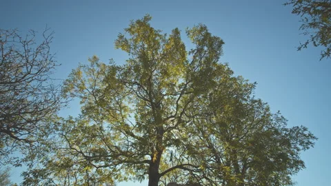 Trees Stock Footage 138338509