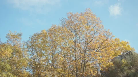 Trees Stock Footage 138341058
