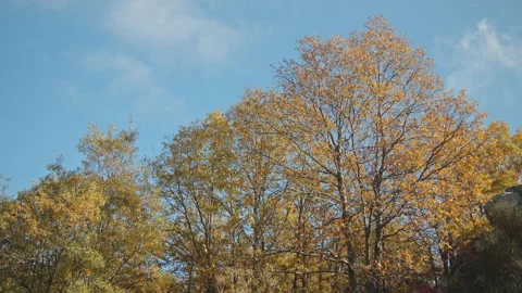 Trees Stock Footage 138342173