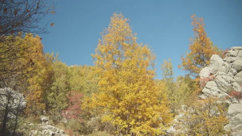Trees Stock Footage 138343457