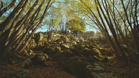 Trees Stock Footage 138351229
