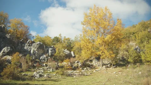 Trees Stock Footage 138355821
