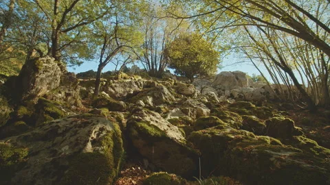 Trees Stock Footage 138359832