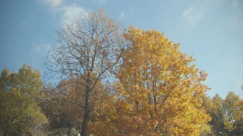 Trees Stock Footage 138363754