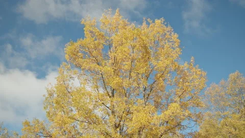 Trees Stock Footage 138370896