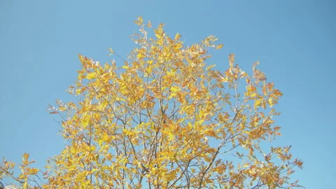 Trees Stock Footage 138373595