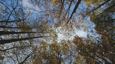 Trees Stock Footage 138380774