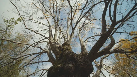 Trees Stock Footage 138386042