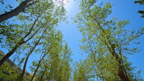 Trees Stock Footage 138692212