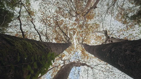 Trees Stock Footage 145082931