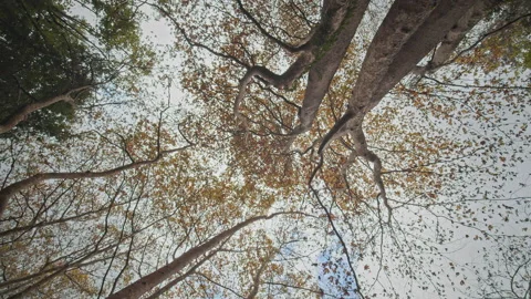 Trees Stock Footage 145087367
