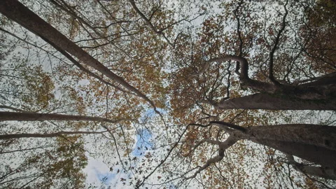 Trees Stock Footage 145091076