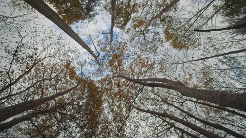 Trees Stock Footage 145094312
