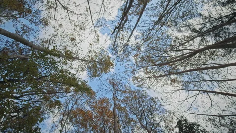 Trees Stock Footage 145102257
