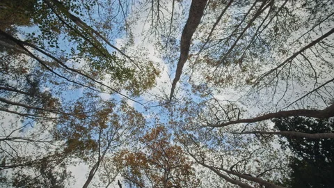 Trees Stock Footage 145104488