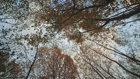 Trees Stock Footage 145114101