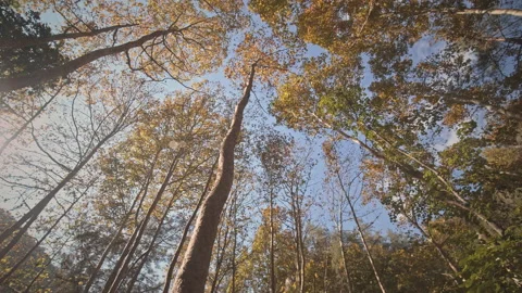 Trees Stock Footage 145117730