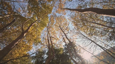 Trees Stock Footage 145128305