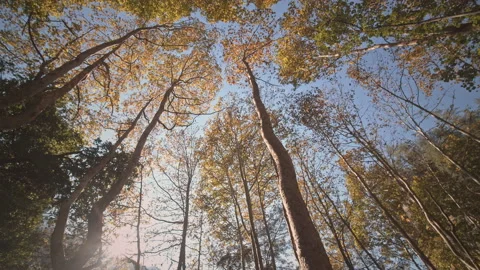 Trees Stock Footage 145133202