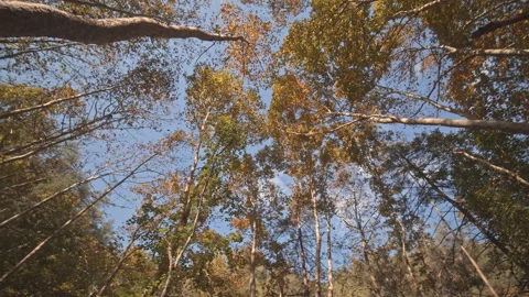 Trees Stock Footage 145149138