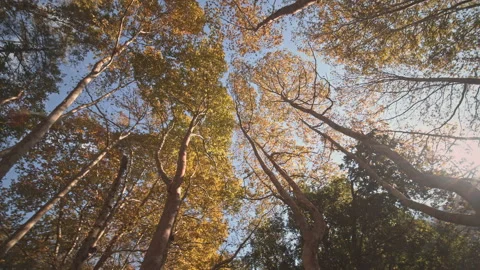 Trees Stock Footage 145152778
