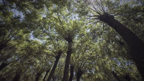 Trees Stock Footage 146021438