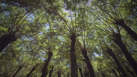 Trees Stock Footage 146031259