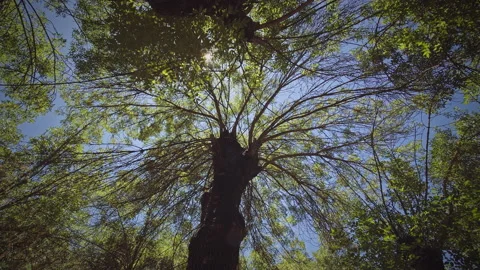 Trees Stock Footage 146049868