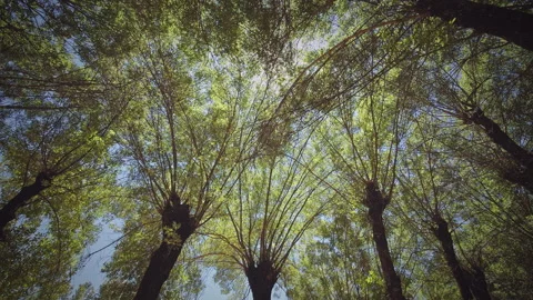 Trees Stock Footage 146051545