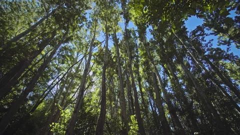 Trees Stock Footage 146085994
