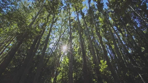 Trees Stock Footage 146088156