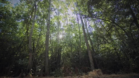 Trees Stock Footage 146099232