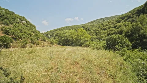 Trees Stock Footage 150674044
