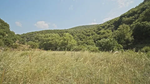 Trees Stock Footage 150675482