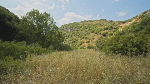 Trees Stock Footage 150676612