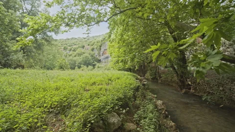 Trees Stock Footage 150684541