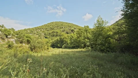 Trees Stock Footage 150739120