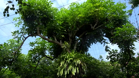 Trees 库存影片 151922929