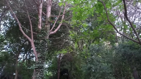 Trees Stock Footage 158454148