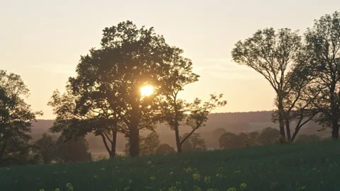 Trees 動画素材 166693374