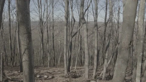 Trees Stock Footage 168214294