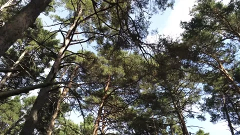 Trees Stock Footage 168573672