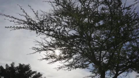 Trees Stock Footage 169763515