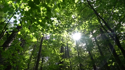 Up in the trees Stockbeeldmateriaal 171343450