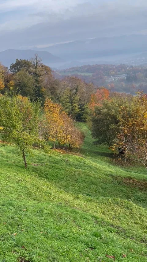 Trees Stock Footage 175089512