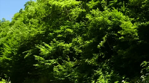 Trees Stock Footage 189800560
